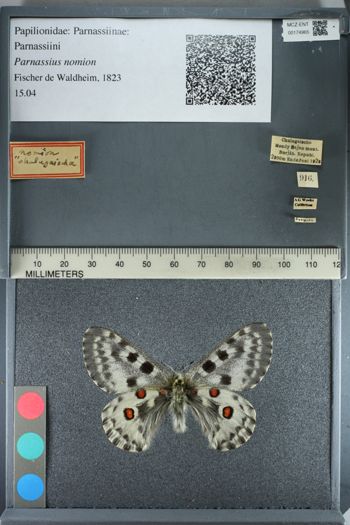 Media type: image;   Entomology 174965